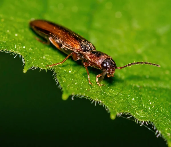 Gros Plan Scarabée Clics Scarabée Sur Une Feuille Verte Jardin — Photo