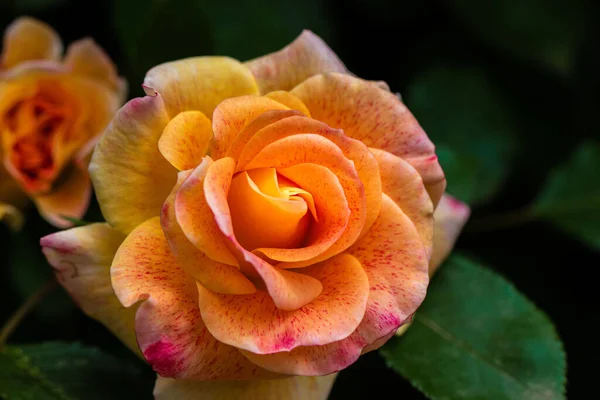 Een Close Van Een Oranje Roos Met Groene Bladeren Een — Stockfoto