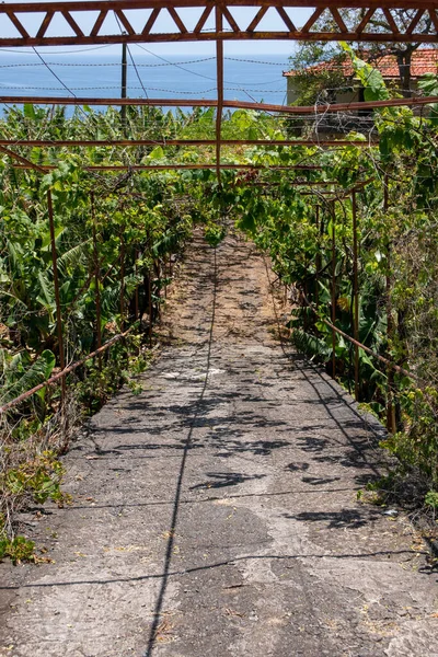 Eine Vertikale Aufnahme Von Plantagen Auf Madeira Portugal Bei Sonnigem — Stockfoto