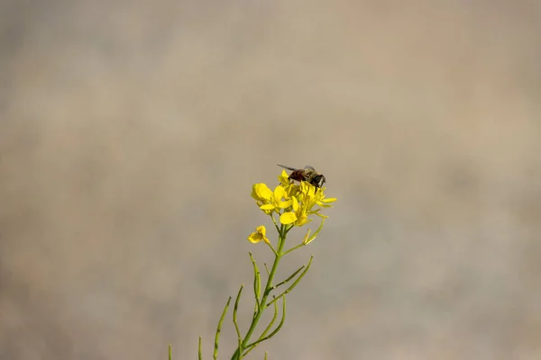Beautiful Shot Honeybee Mustard Flower — Stock Photo, Image