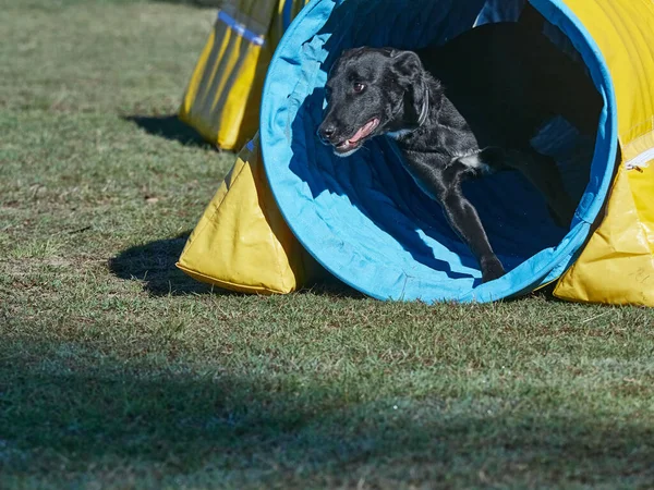 犬の敏捷性フィールド上の多くの障害物 犬はある活動から別の活動へと急速に移動します明らかに多くの楽しみを持っています — ストック写真