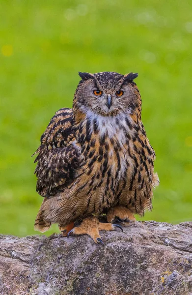 Tiro Vertical Uma Coruja Águia Eurasiática Bubo Bubo Sentada Uma — Fotografia de Stock