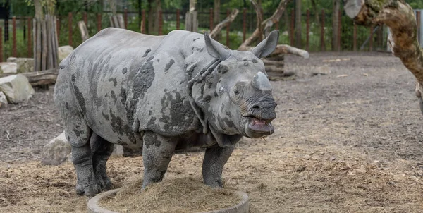 Primo Piano Rinoceronte Piedi Secchio Fieno Nello Zoo — Foto Stock