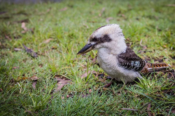 ブッシュの中の草の上でポーズをとって遊ぶオーストラリアのKookaburra — ストック写真