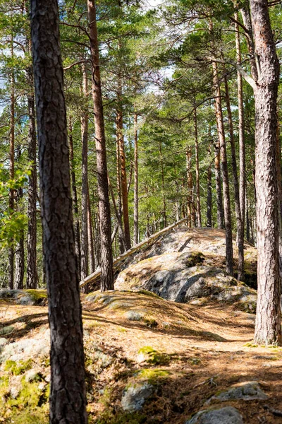 Yoğun Ormanlarla Çevrili Tahta Bir Yürüyüş Yolu — Stok fotoğraf