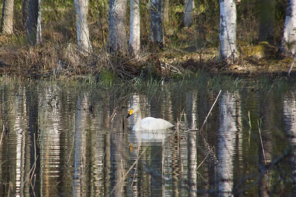 Cisne Flotante Flotando Superficie Del Agua Cygnus Cygnus —  Fotos de Stock