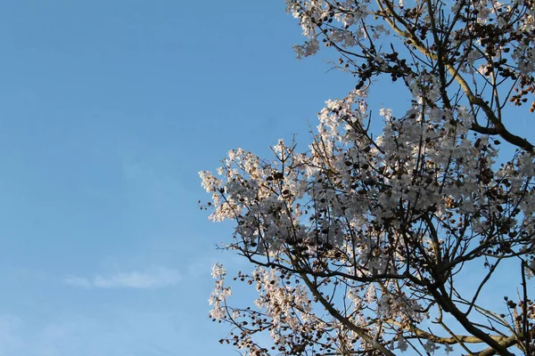 一棵开着漂亮的小白花的树 — 图库照片