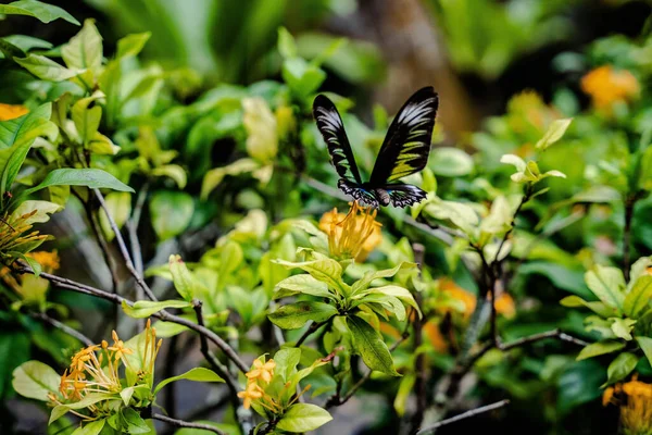 Eine Flache Fokusaufnahme Eines Gemusterten Lepidoptera Schmetterlings Auf Der Magnolia — Stockfoto