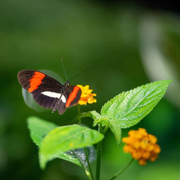 Closeup Postman Butterfly Heliconius Melpomene Flower — Stock Photo, Image