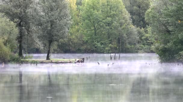 Vacker Utsikt Över Sjö Omgiven Träd Dimmig Park — Stockvideo