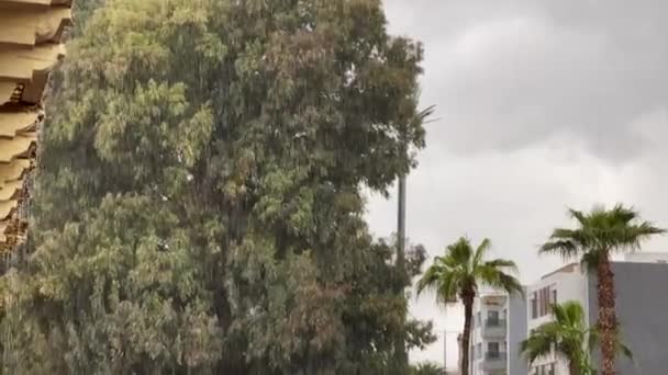 Kraftigt Regn Med Träd Bakgrunden Utomhus — Stockvideo