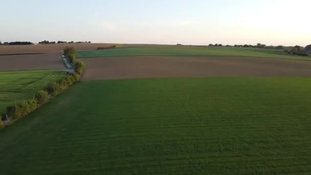 Krásný Výhled Pulzující Pole Zelené Pšenice Denního Světla — Stock video