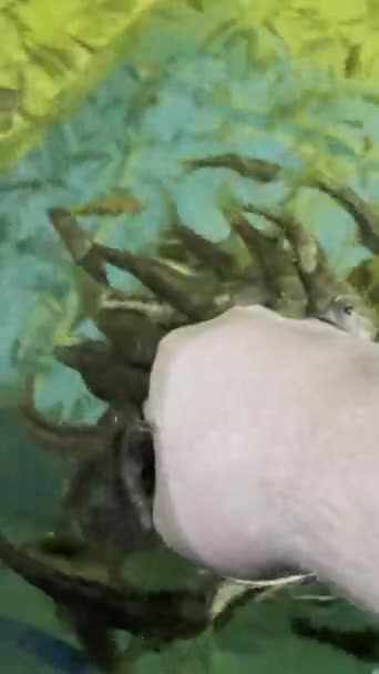 人の手に死んだ皮膚を食べる赤いガラの魚のクローズアップ — ストック動画