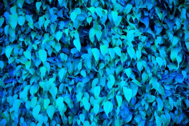 Arka plan için kullanışlı bir yaprak duvarı. Deniz feneri kullanarak maviye döndü.