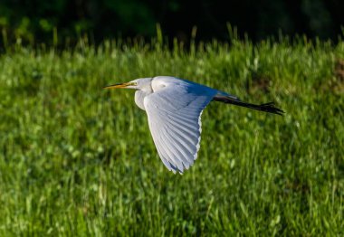 Çayırların üzerinde uçan büyük bir balıkçıl kuşunun yakın çekimi