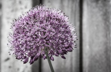 Seçici bir allium odak atışı (süslemeli soğan)