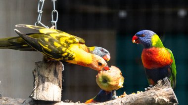 Renkli Avustralya Gökkuşağı Lorikeet