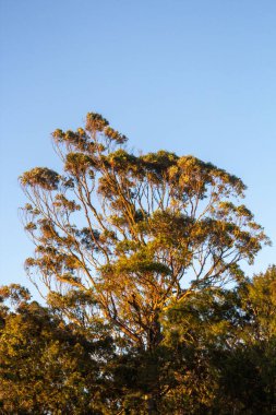 Mavi gökyüzü olan büyük yeşil bir okaliptüs ağacının dikey görüntüsü.