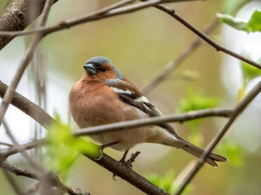 Ormandaki bir ağaç dalında şirin bir ispinozun (Fringilla coelebs) yakın çekimi