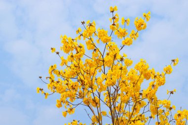 Mavi bir gökyüzünün altındaki dallarda açan parlak sarı çiçeklerin alçak açılı çekimi.