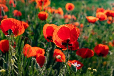 Tarladaki yabani gelincik çiçeklerinin seçici odak noktası.