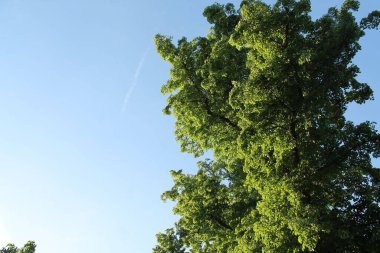 Yazın büyük, yeşil bir ağaç. Güneş tarafından aydınlatılmış.