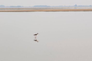 Yalnız bir siyah kanatlı stilt (Himantopus himantopus) bir gölde yürüyor