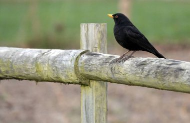 Essex, İngiltere 'de erkek bir karatavuğun güzel bir fotoğrafı.