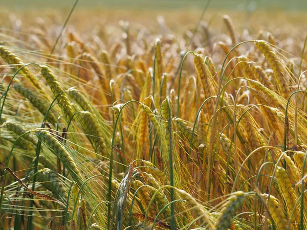 Golden Partially Green Wheat Filed Selective Focus — Stock Photo, Image