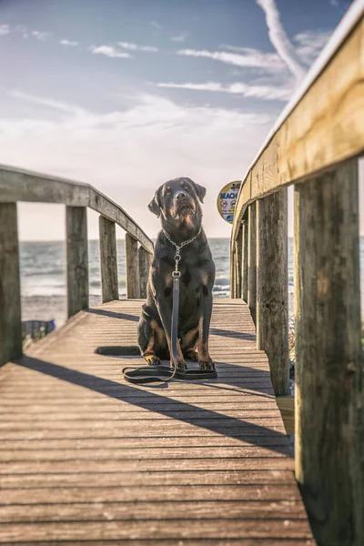 Detailní Záběr Velkého Psa Sedícího Chodníku Pláž — Stock fotografie