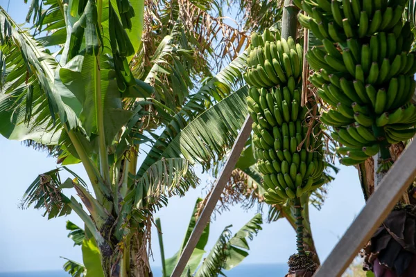 Veduta Panoramica Delle Banane Maturazione Verde Madeira Portogallo Con Tempo — Foto Stock