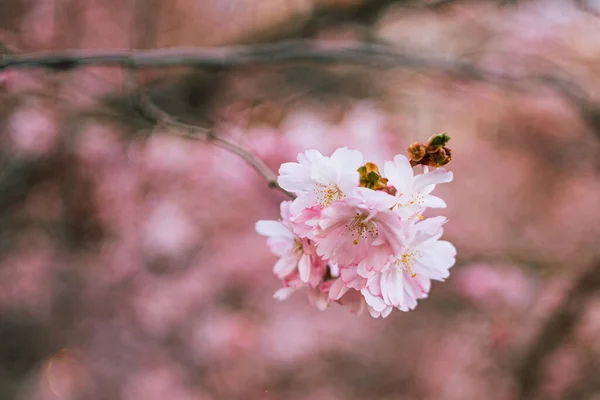Hommels Roze Kersenbloesem Die Nectar Verzamelen — Stockfoto