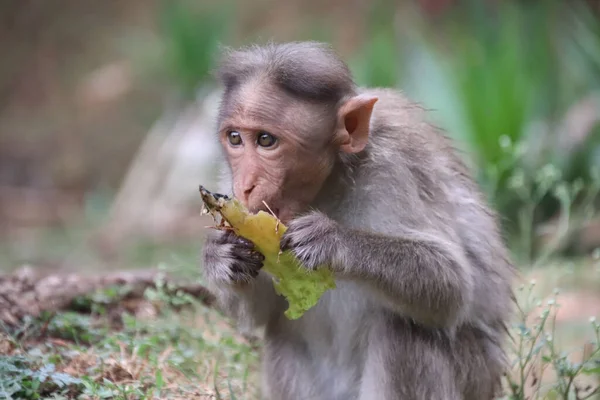 Gros Plan Bonnet Macaque Dans Sud Inde — Photo