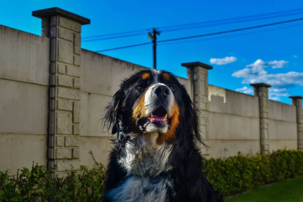 Cute Zdjęcia Szczęśliwy Bernese Pies Górski Podwórku — Zdjęcie stockowe