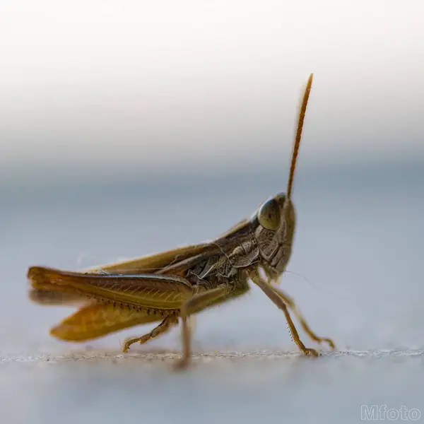 Primer Plano Saltamontes Con Fondo Borroso —  Fotos de Stock