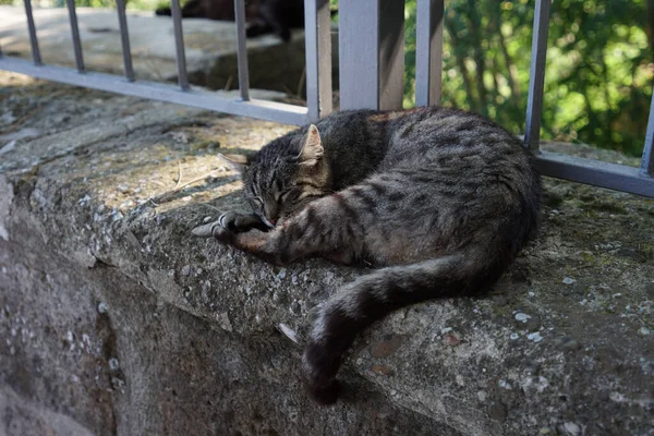Eine Süße Faule Tabby Katze Schläft Auf Einer Steinmauer — Stockfoto