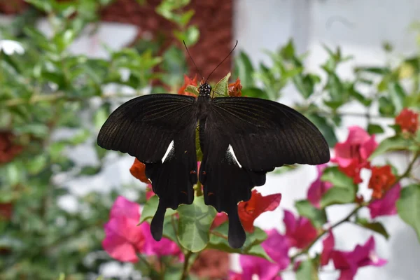 Nahaufnahme Eines Schwarzen Schmetterlings Auf Einer Blume — Stockfoto