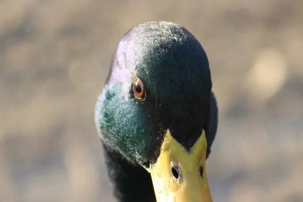 Pato Reais Com Retrato Cabeça Verde — Fotografia de Stock