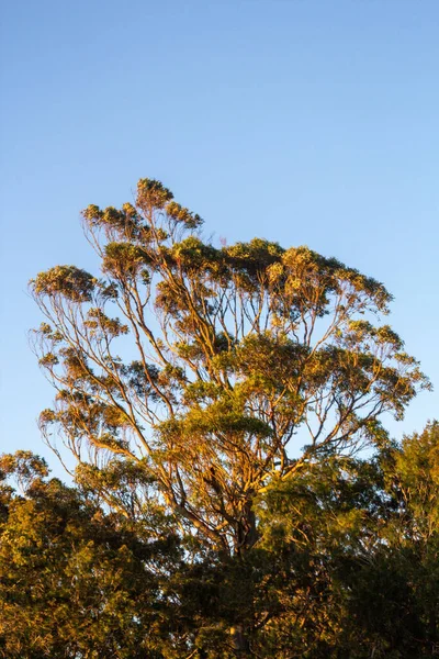 Mavi gökyüzü olan büyük yeşil bir okaliptüs ağacının dikey görüntüsü.