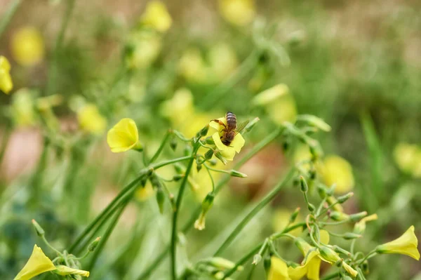 黄色のベルムダ バターカップの花から花粉を集める蜂のクローズアップ Oxalis Pes Caprae — ストック写真