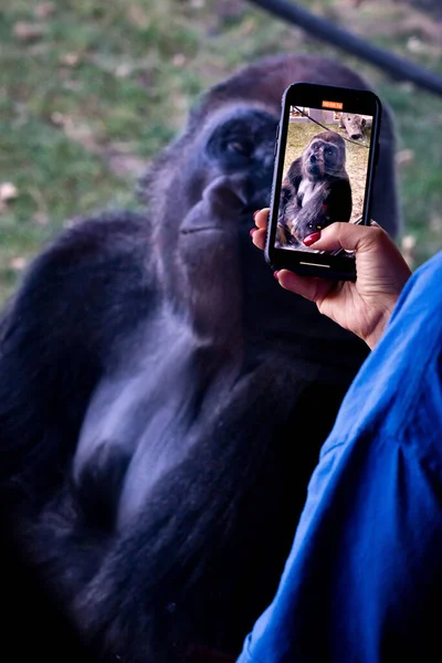 動物園でゴリラのために彼女の携帯電話で写真を撮る女性のクローズアップショット — ストック写真