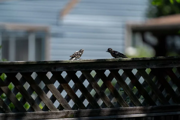 Eine Nahaufnahme Von Zwei Spechtvögeln Die Auf Einem Hölzernen Balkon — Stockfoto