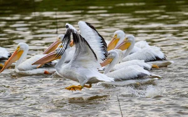 Een Kudde Pelikanen Een Meer — Stockfoto