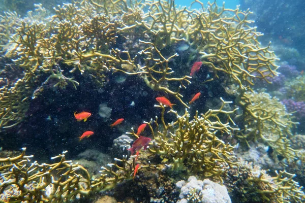 Scenic Shot Fish Underwater Plants Coral Reefs Red Sea Egypt — Stock Photo, Image