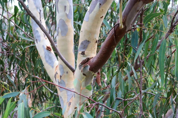 okaliptüs ağacı yaprakları ve gövdesi