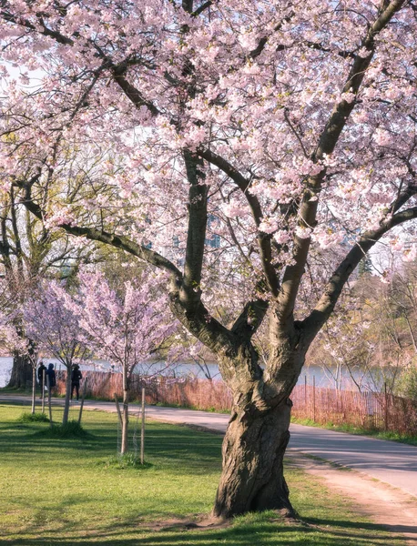 道路の近くにピンクの桜の木の垂直ショット — ストック写真
