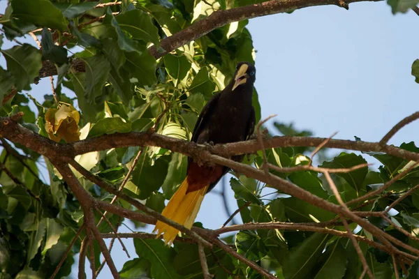 Een Bruine Kuifvormige Oropendola Neergestreken Een Houten Tak Een Bos — Stockfoto