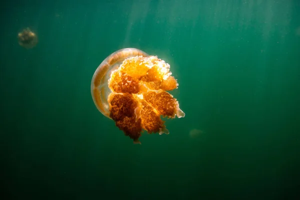 Uma Foto Uma Medusa Dourada Endêmica Lago Ilha Palau — Fotografia de Stock