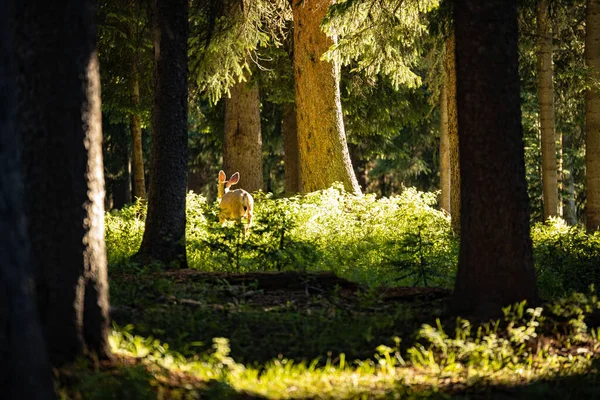 Zadní Pohled Běžícího Jelena Lese — Stock fotografie