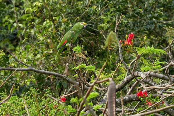 Parktaki Bir Dala Konmuş Yeşil Bir Papağanın Manzarası — Stok fotoğraf